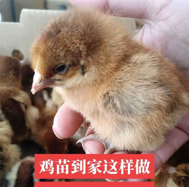 从蛋到小鸡的奇妙蜕变（探索孵化过程中的关键因素与技巧）
