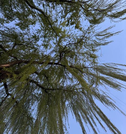 华为手机教你如何拍摄柳树照片（用华为手机捕捉柳树之美，轻松拍出令人惊叹的照片）